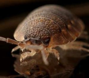 bedbugs